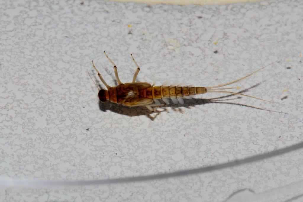 Efemerotteri: foto di laboratorio da confermare